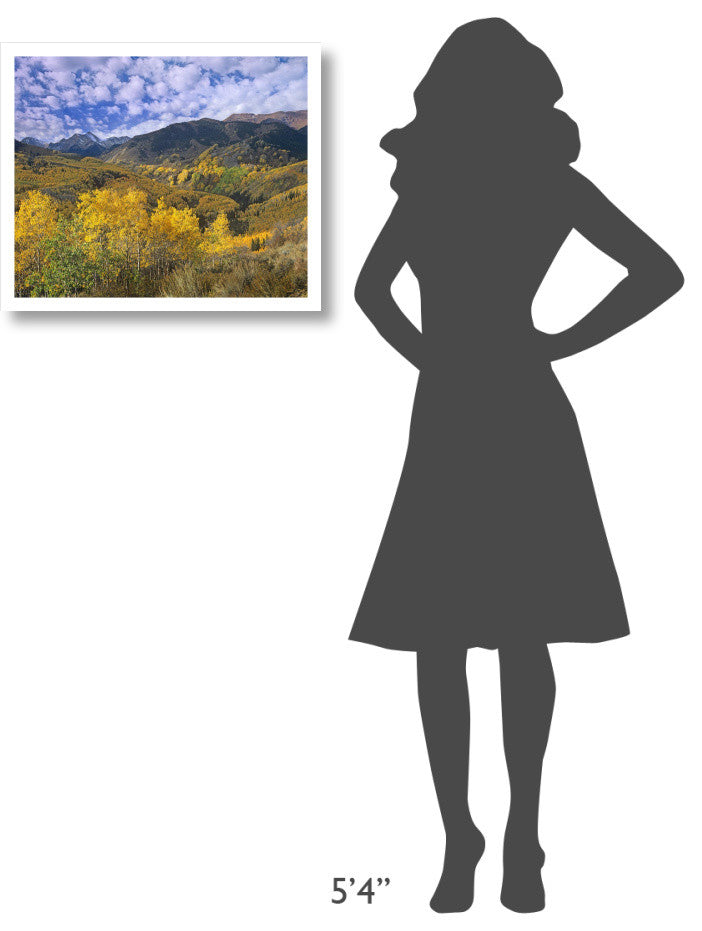 "Quaking Aspen in autumn, Colorado" Print by Tim Fitzharris, 24"x20"