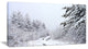 "Frosted Forest Trail in Fall" Photograph Print