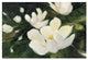 "Magnolia Blooms Crop No Petal" Digital Paper Print by Julia Purinton, 20"x14"