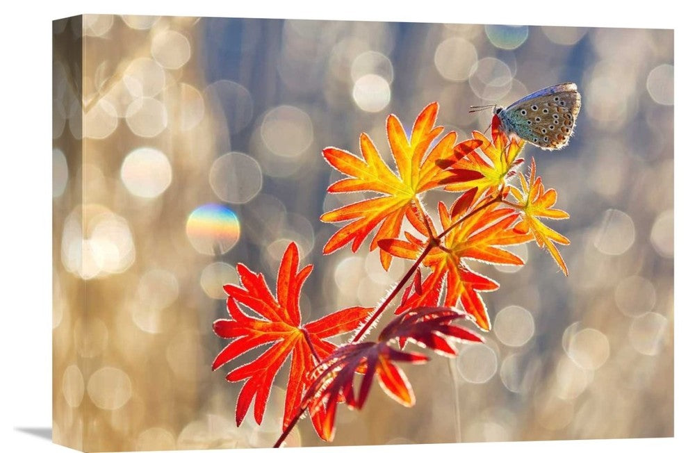 "September Moments" Stretched Canvas Giclee by Vajda Beci, 16"x12"