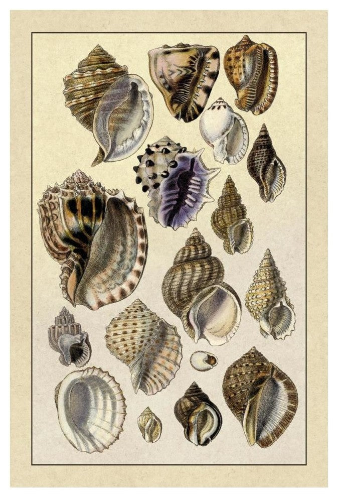 "Shells: Purpurifera" Digital Paper Print by G.B. Sowerby, 34"x50"