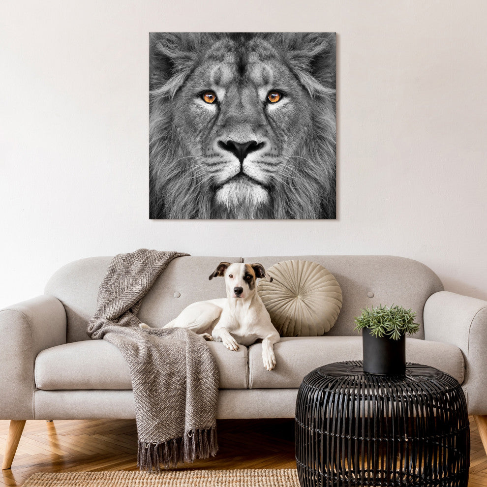 "King of the Jungle" Lion Wall Art Unframed Free Floating Tempered Glass 38 x 38