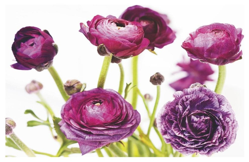 "Spring Ranunculus III" Digital Paper Print by Laura Marshall, 62"x42"