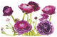 "Spring Ranunculus III" Digital Paper Print by Laura Marshall, 62"x42"