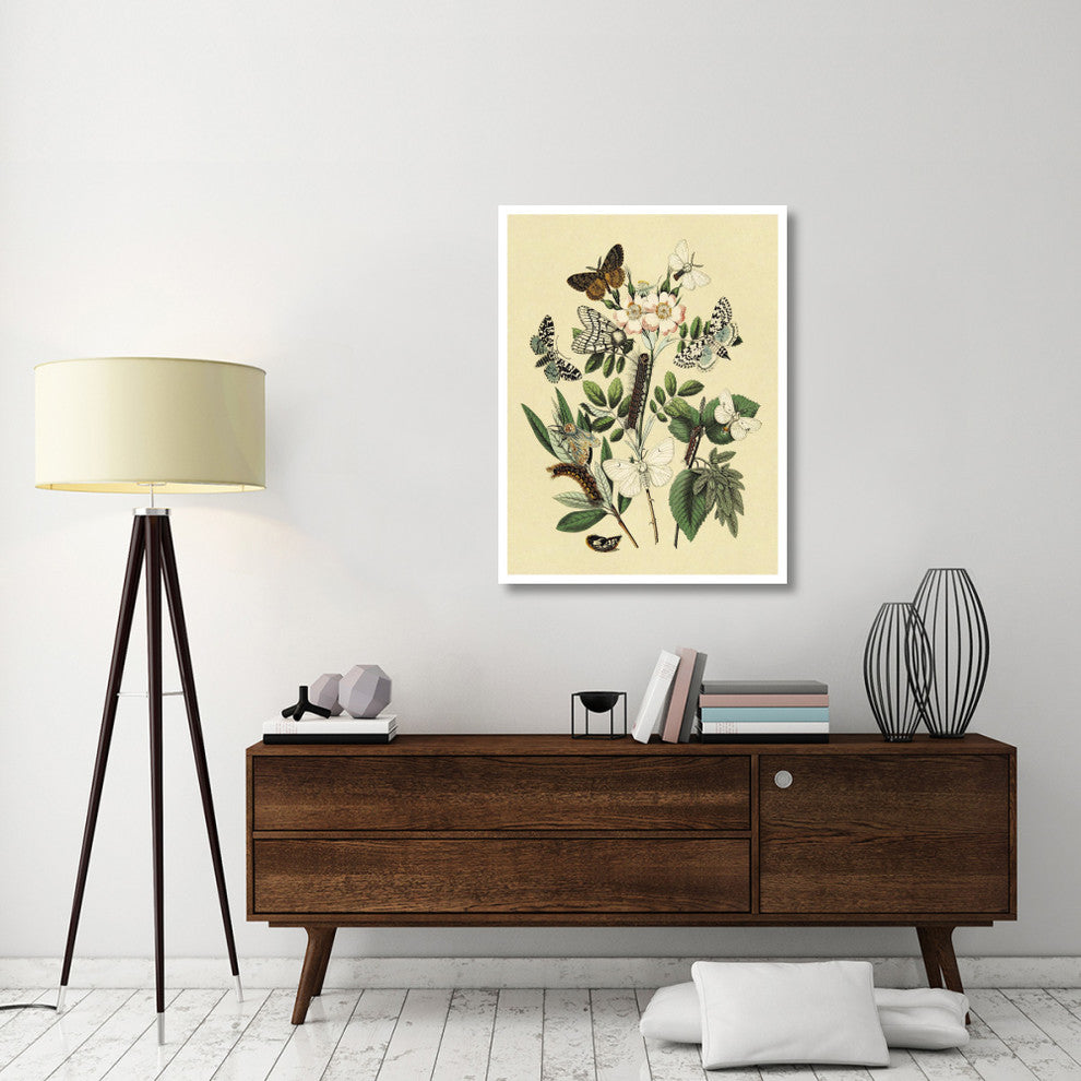 "Moths: L. Salicis, O. Dispar, et al." Paper Print by W. F. Kirby, 32"x42"