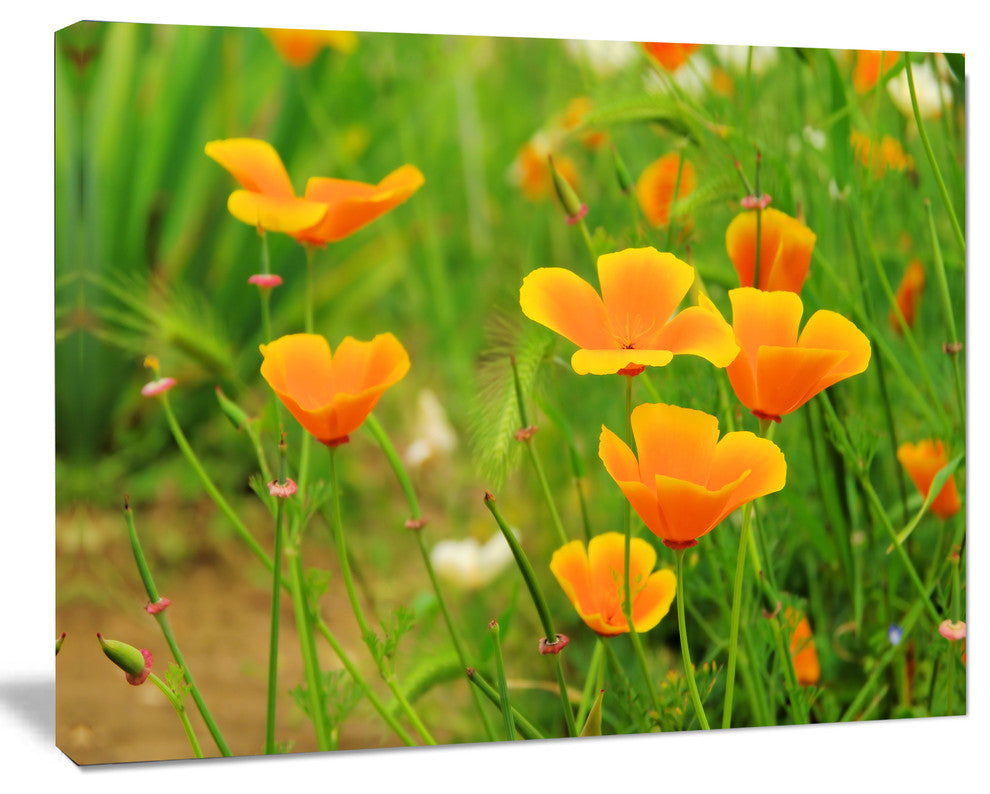 Bright Yellow Poppy Flowers, Floral Canvas Art Print, 40"x30"