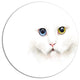 Portrait Of Cute White Kitten, Animal Round Wall Art, 23"