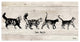 Ready2HangArt ''Cat Walk'' Wrapped Canvas Pet Wall Art, 8"x16"