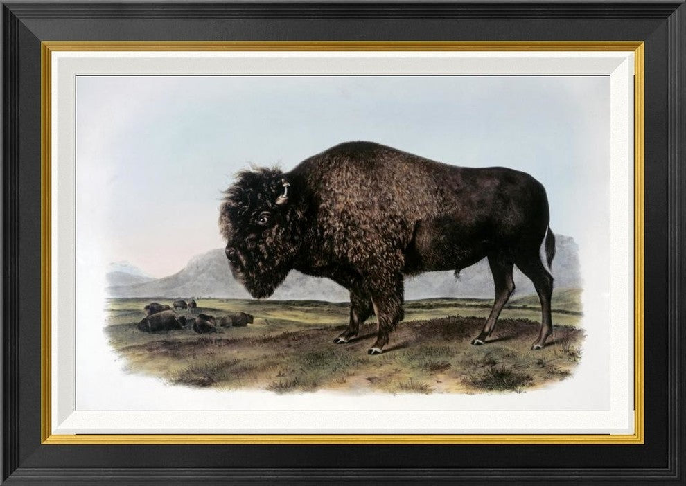 "American Bison or Buffalo" Framed Canvas Giclee by John James Audubon, 28x20"