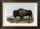 "American Bison or Buffalo" Framed Canvas Giclee by John James Audubon, 28x20"
