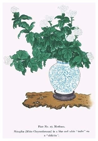 Shiragiku (White Chrysanthemum) in a Blue and White Tsubo
