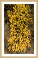 "Yellow Flora" Framed Print by Karolis Janulis