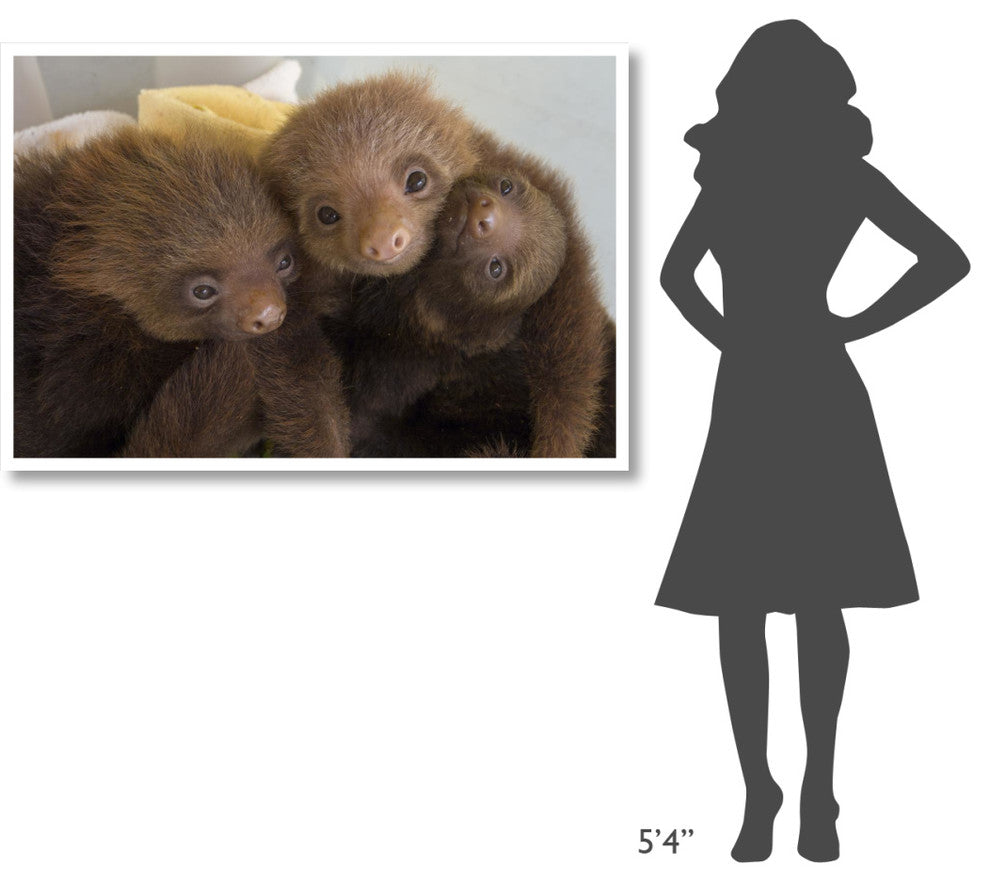 "Hoffmann's 2-toed Sloth babies, Aviarios Sloth Sanctuary" Paper Art, 50"x34"