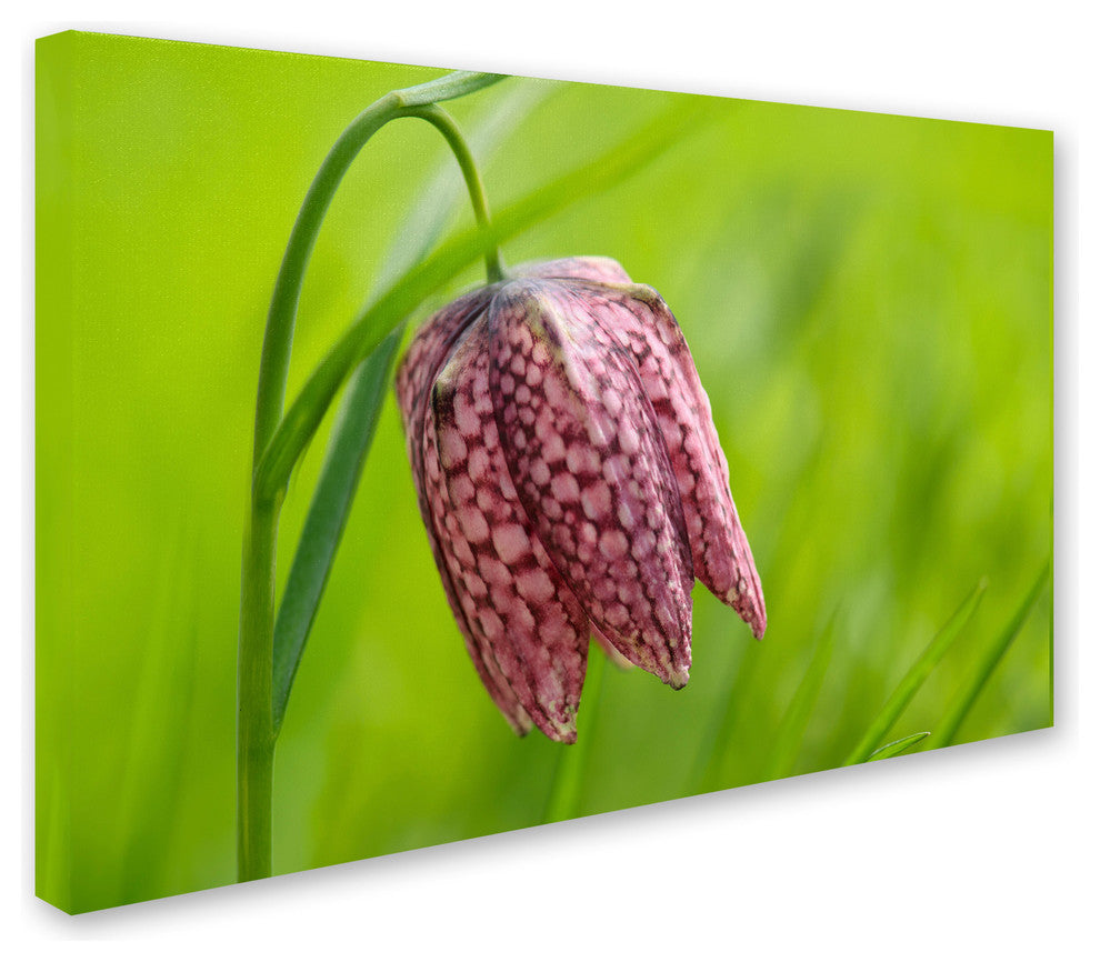 Cora Niele ''Snake''s Head Fritillary Flower'' Canvas Art