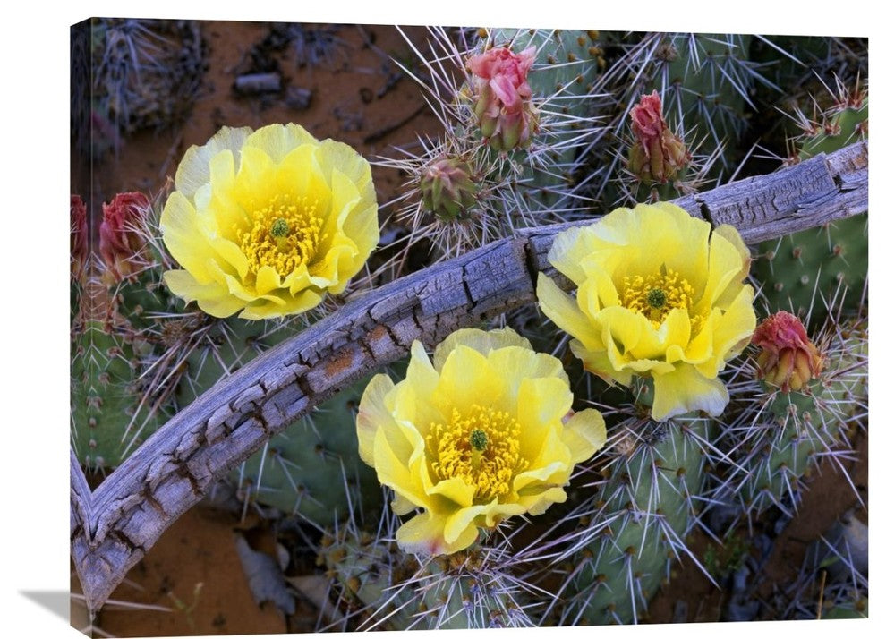 "Opuntia Cactus Blooming, North America" Artwork, 32" x 24"