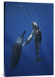 "Sperm Whale Family" Stretched Canvas Giclee by Barathieu Gabriel, 20x30"