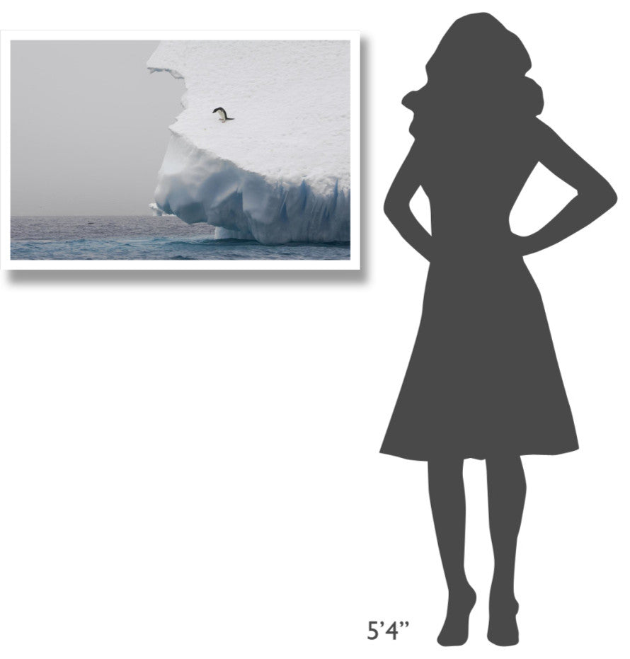 "Adelie Penguin on edge of iceberg, Paulet Island" Paper Art, 38"x26"