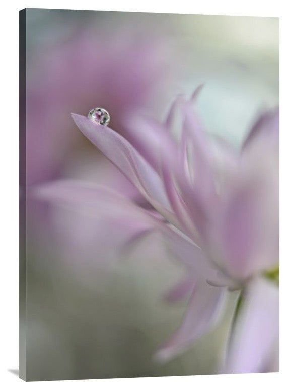 "In Pink Delight" Stretched Canvas Giclee by Heidi Westum, 21x30"