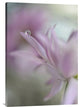 "In Pink Delight" Stretched Canvas Giclee by Heidi Westum, 21x30"