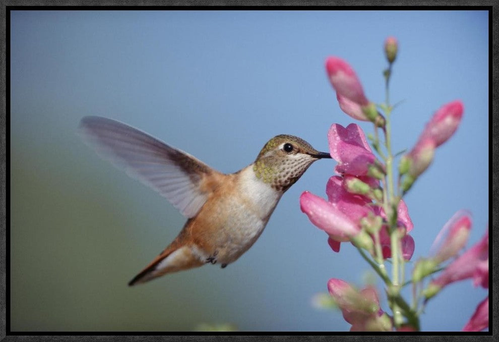 Rufous Hummingbird Juvenile Feeding On Flowers, New Mexico, 18"x12"