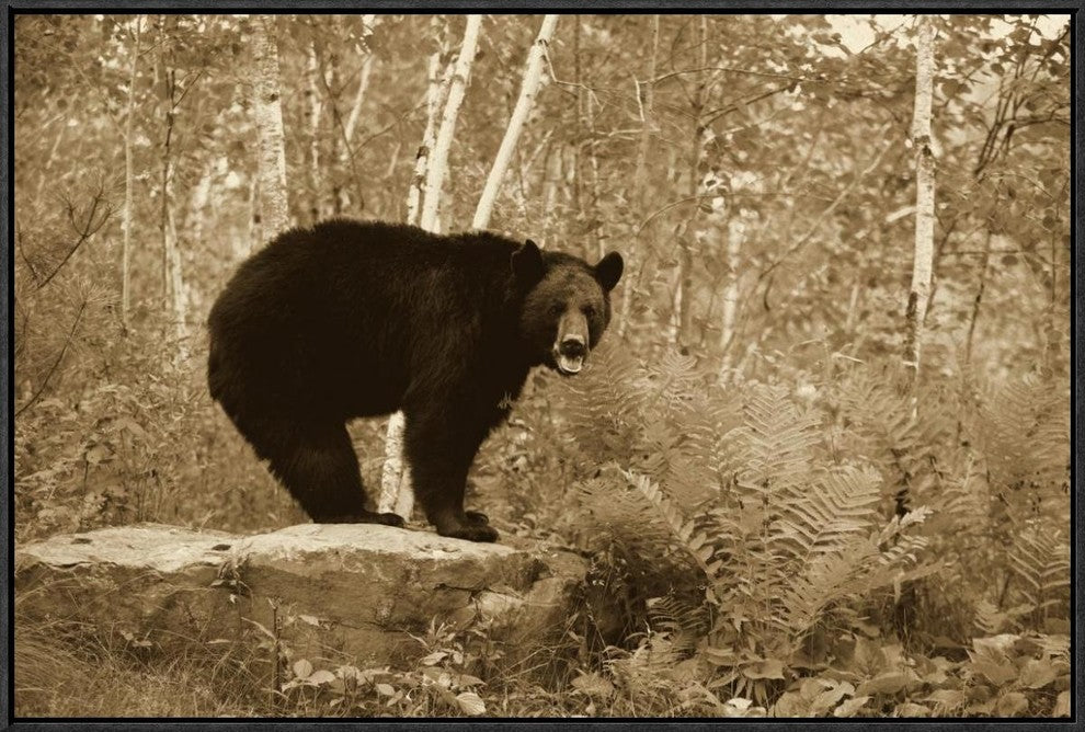 Black Bear Adult, Standing On Rock In Woodland, Minnesota, 30"x20"
