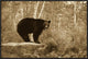 Black Bear Adult, Standing On Rock In Woodland, Minnesota, 30"x20"