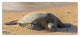 Pierre Leclerc 'Hawaiian Green Sea Turtle' Canvas Art, 19x8