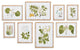 Flora And Fauna Gallery Prints, Set of 8