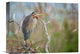 "Purple Heron" Stretched Canvas Giclee by Milan Zygmunt, 16"x12"