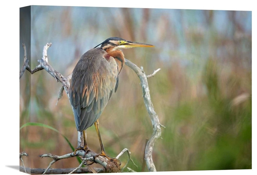 "Purple Heron" Stretched Canvas Giclee by Milan Zygmunt, 16"x12"