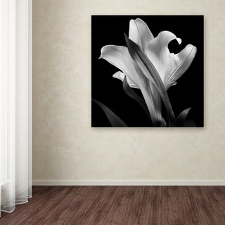 'Lily' Canvas Art by Michael Harrison
