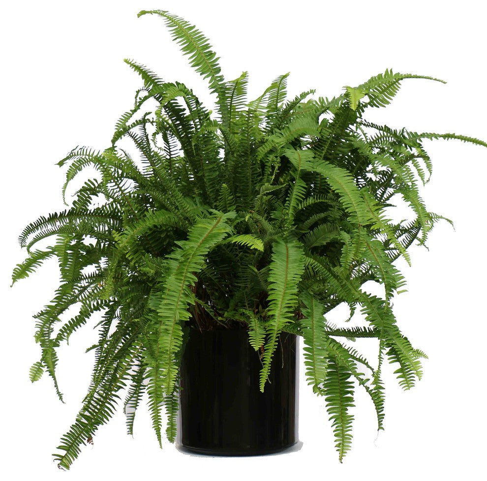 Live 2' Fern 'Kimberly Queen' Package, Black