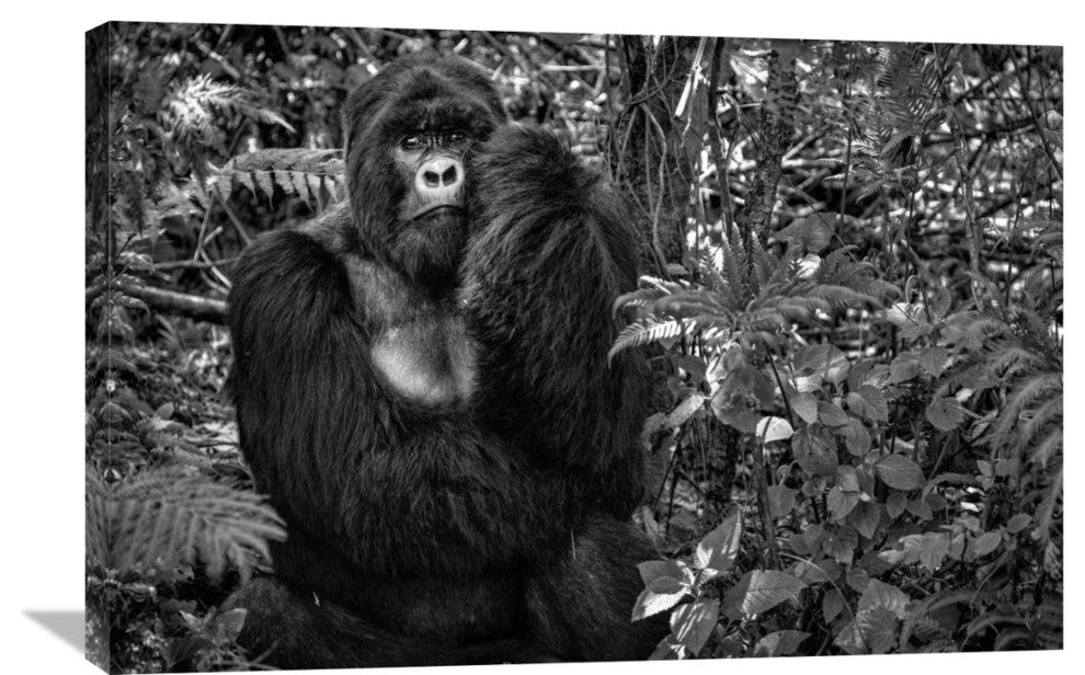 "Kwitonda Silverback" Stretched Canvas Giclee by Karen Lunney, 36x24"