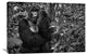 "Kwitonda Silverback" Stretched Canvas Giclee by Karen Lunney, 36x24"