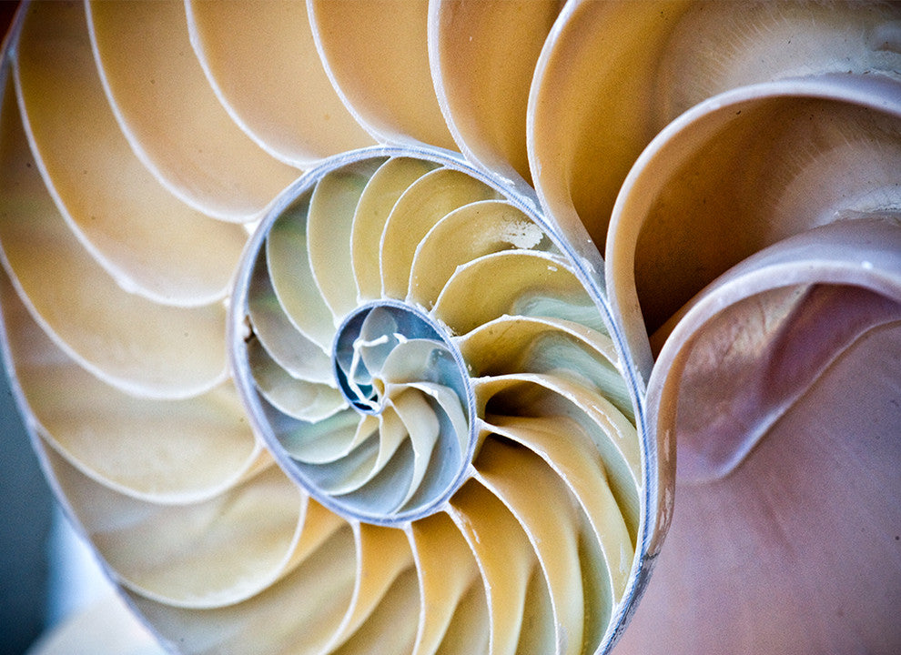 "Swirl" Paper, 36"x36"