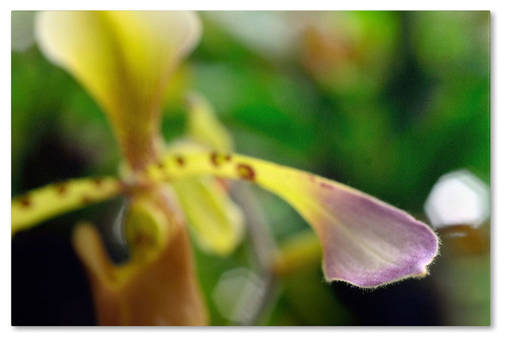 'To Touch an Orchid' Canvas Art by Kurt Shaffer