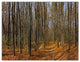 Dense Fall Forest Panorama, Forest Triptych Canvas Art Print, 36x28, 3 Panels