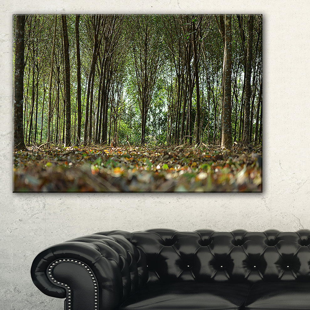 "Dense Rubber Tree Plantation" Landscape Art Print Canvas, 32"x16"