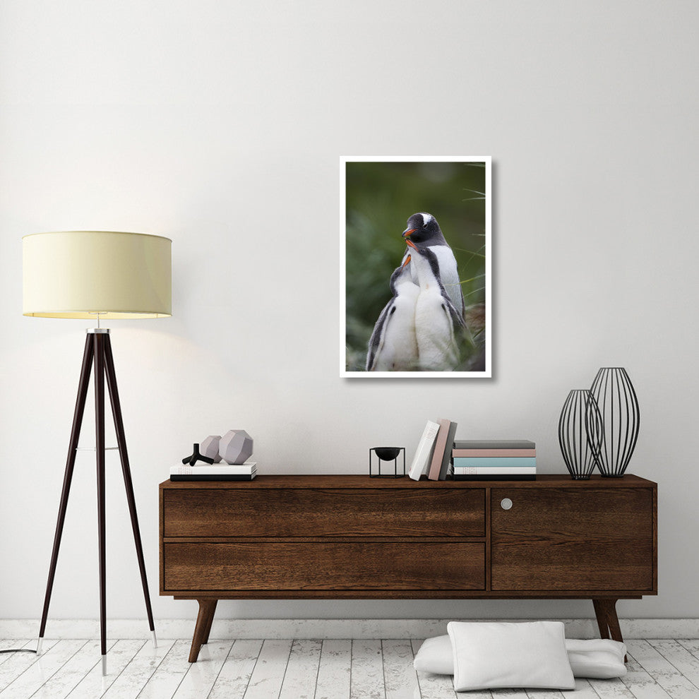 "Gentoo Penguin hungry chicks begging, Gold Harbor" Paper Art, 26"x38"