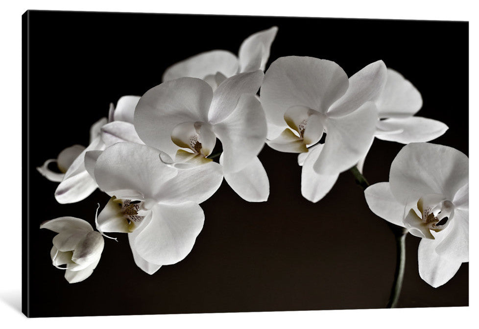 "Orchids" Wrapped Canvas Art Print, 18x12x1.5