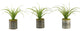 Set of 3 Light Green Curly Tillandsia in Round Tin Planter