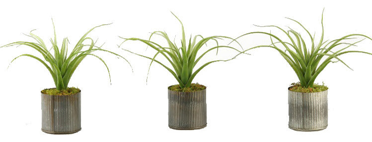 Set of 3 Light Green Curly Tillandsia in Round Tin Planter
