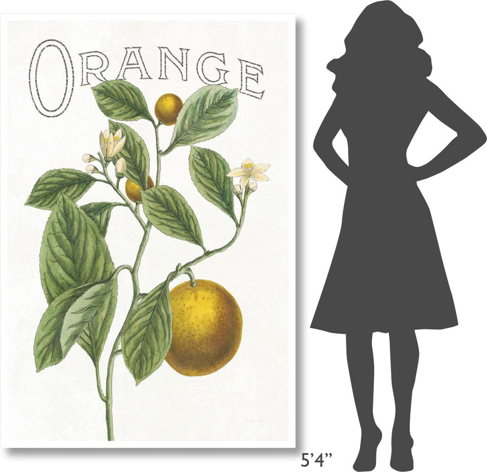 "Classic Citrus VI v2" Digital Paper Print by Sue Schlabach, 42"x62"