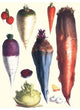Tubers III- Fine Art Giclee Print 24" x 36"