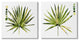 Spiky Aloe Palm Plant Paint Hue Guide, 2pc, each 24 x 24