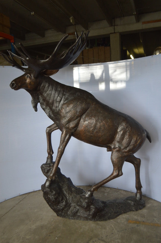 Moose - Life Size Bronze Statue -  Size: 62"L x 48"W x 80"H.