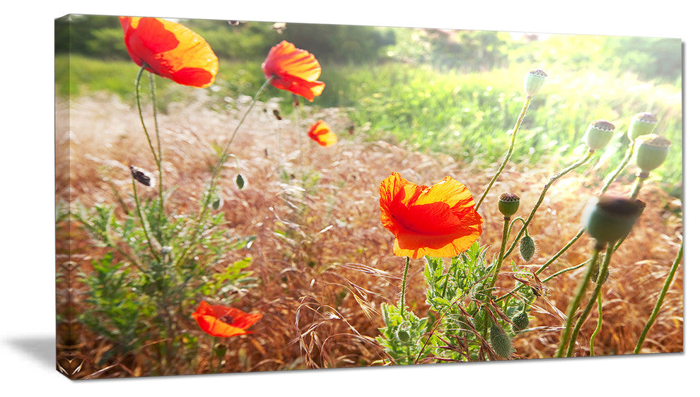 Beautiful Morning View of Poppies, Floral Canvas Art Print, 32"x16"