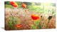 Beautiful Morning View of Poppies, Floral Canvas Art Print, 32"x16"