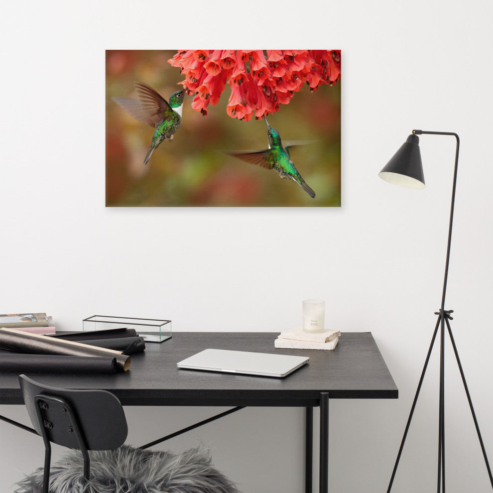 Hummingbirds Reddish-Orange Flowers Animal Wildlife Photo Canvas Wall Art Print, 24" X 36"