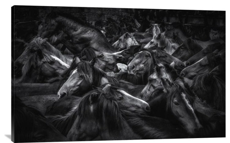"Acorralados" Stretched Canvas Giclee by Alfonso Maseda Varela, 40x25"